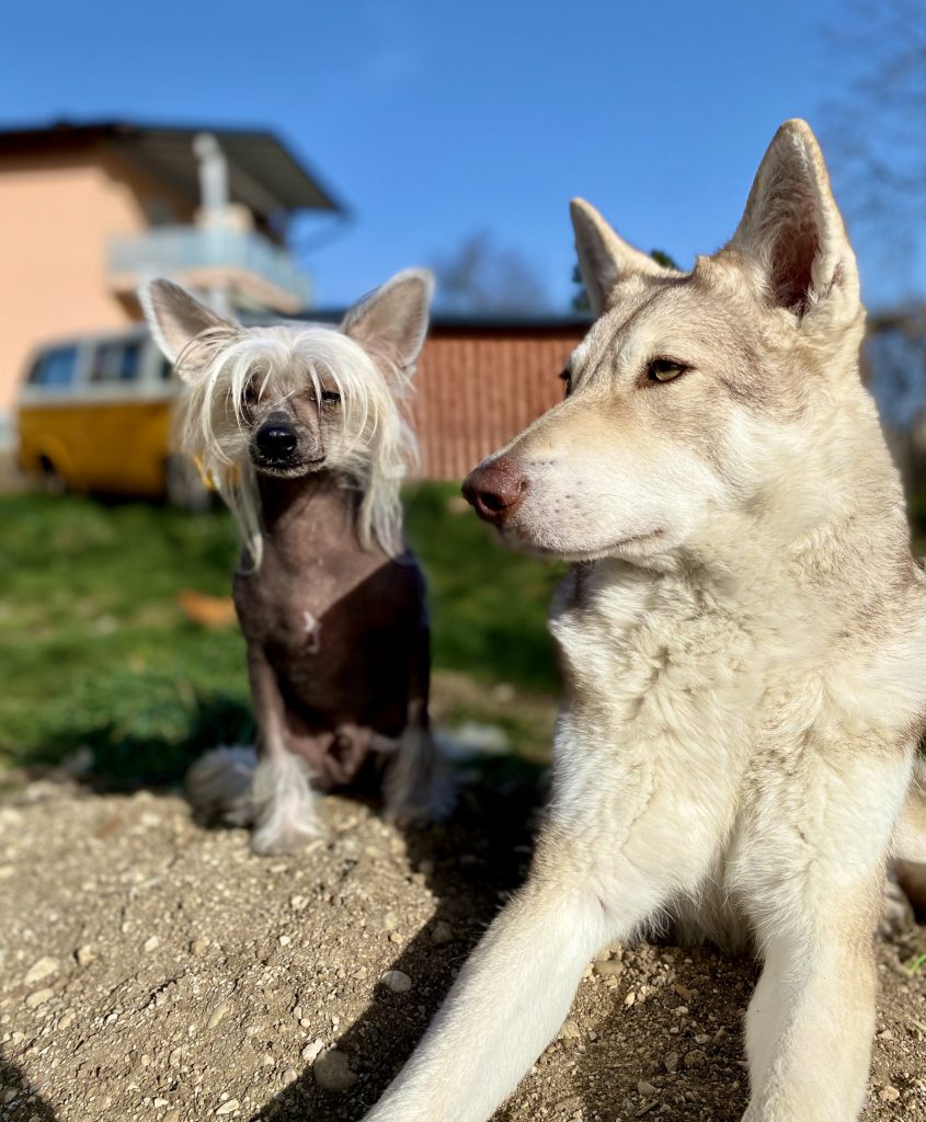 Néisha (Saarlosswolfhund)
Tunis (Chineses Crested)